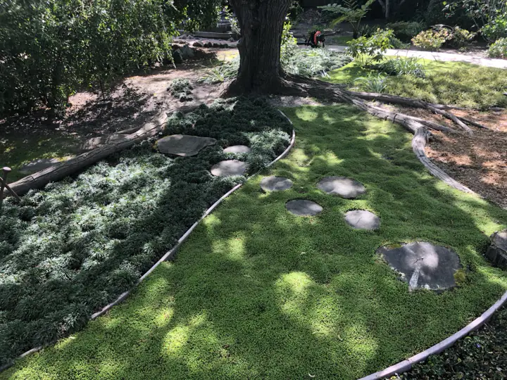 Stepping stones across two groundcovers under a mature tree
