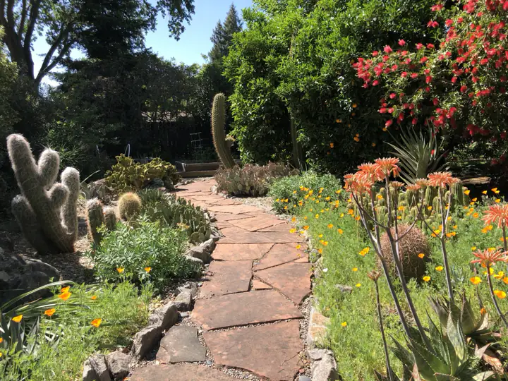 Flagstone path through cactus, aloes and poppies
