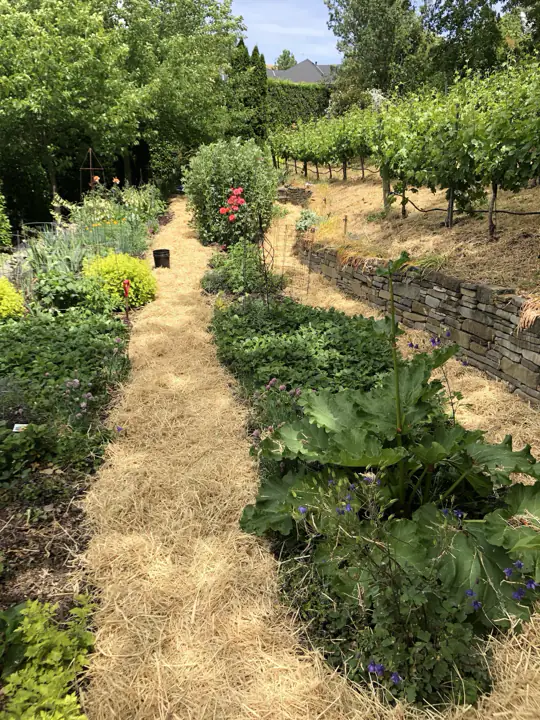Dry-stacked terrace wall under a row of vines, straw paths through the beds below